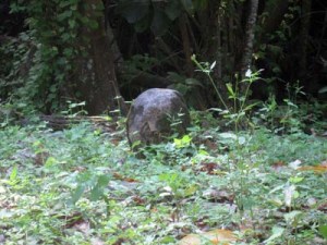 Tutavake's head, Marae Orongo - Atiu