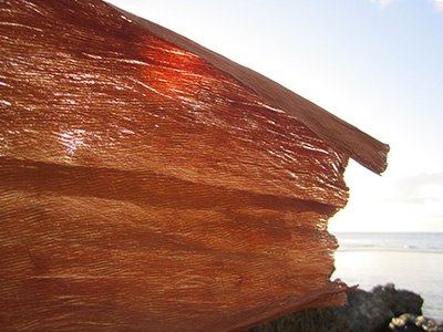 Banyan barkcloth in sunset