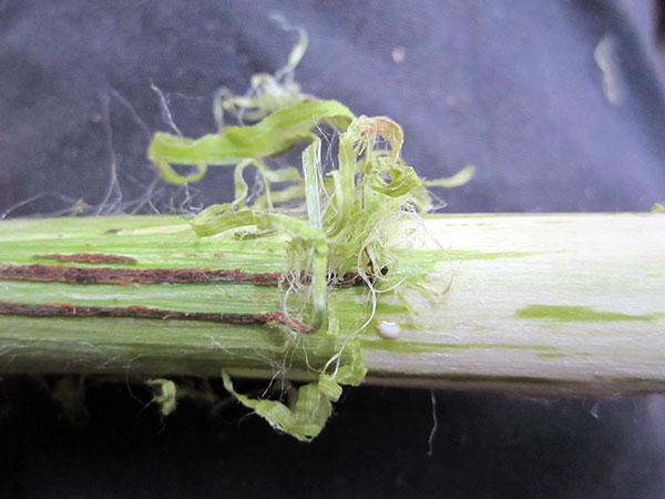 curling bark of paper mulberry