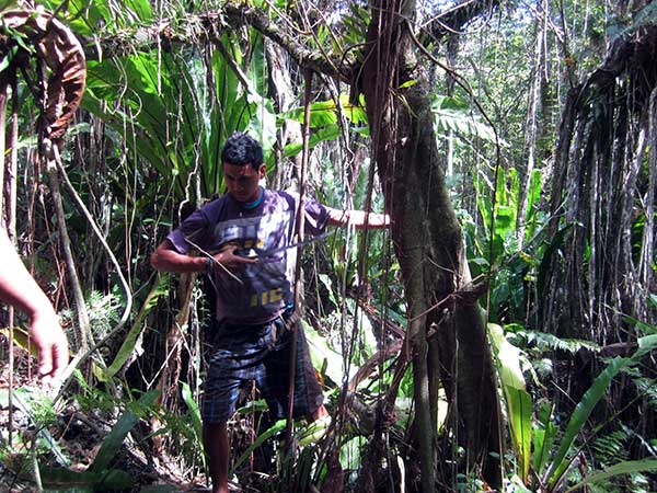 Cutting banyan aerial roots
