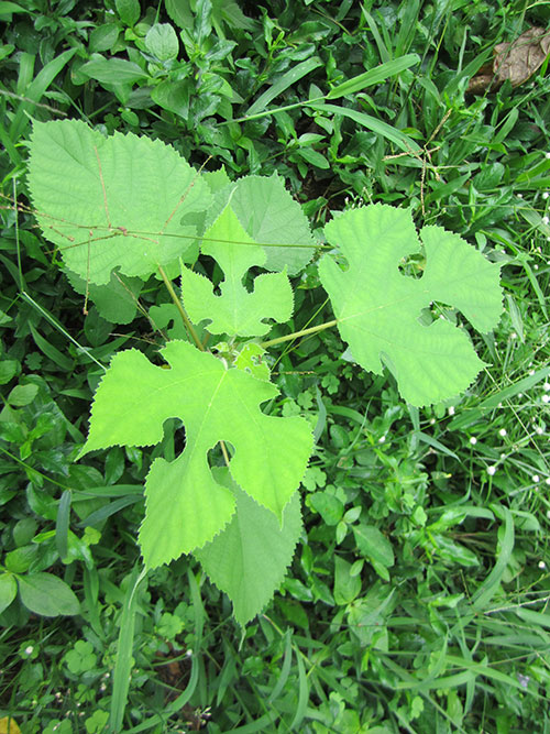 young paper mulberry plant