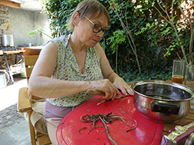 Scraping Philodendron roots