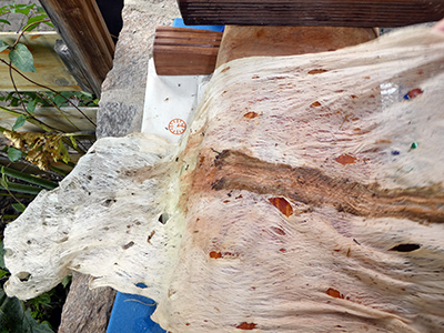 Pink and orange Philodendron root