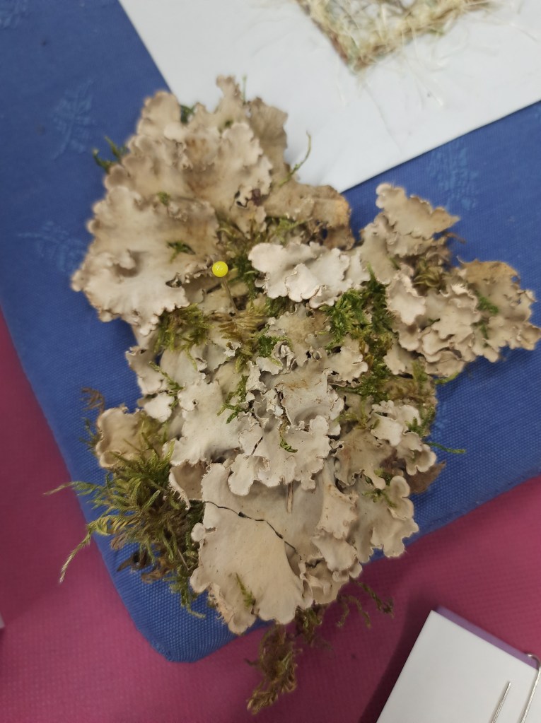 Lichens